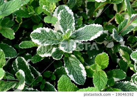 菠蘿薄荷 19046392
