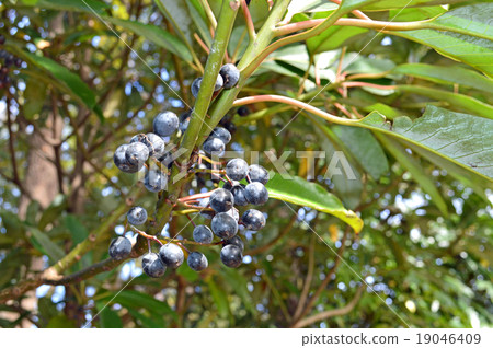 Yuzuriha fruit Yuzuriha fruit 19046409