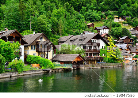 漂浮在Hallstatt湖的天鵝 19047586