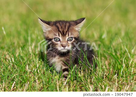 striped cat playing in the grass striped cat playing in the grass 19047947