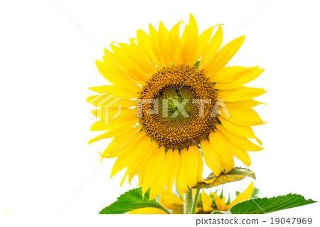 Yellow sunflower 19047969