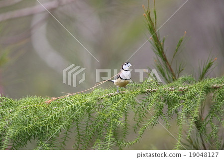 Canoco sparrow 19048127