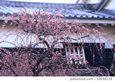 Kochi Castle Meadow plum Kochi Castle Meadow plum 19048138