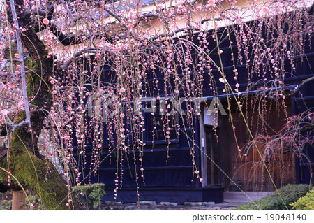 高知城堡草甸李子 19048140