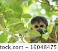 Bolivia squirrel monkey in green 19048475