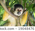 Bolivian squirrel monkey 19048476