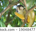 Bolivia squirrel monkeys on trees 19048477