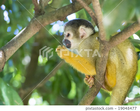 Bolivia squirrel monkeys on trees 19048477