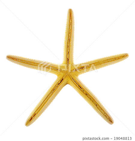 Starfish isolated on white 19048813