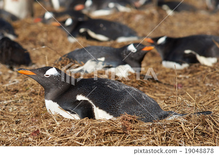Gentoo Penguin Colony 19048878