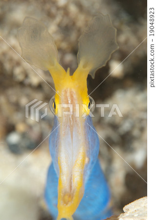 哈娜甲蟲 哈娜甲蟲 19048923