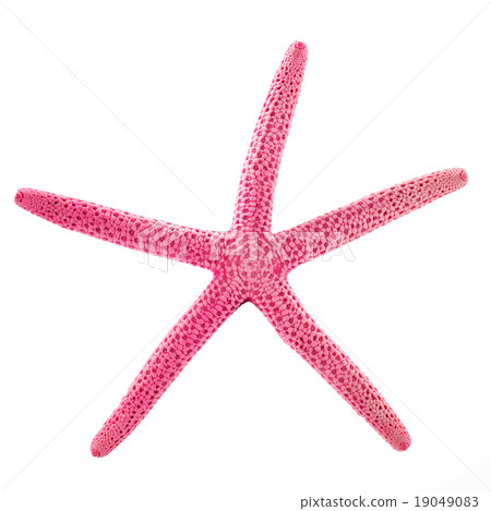 Starfish isolated Starfish isolated 19049083