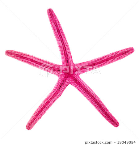 Starfish isolated Starfish isolated 19049084