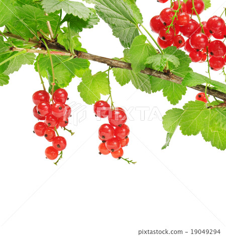 red currant 19049294