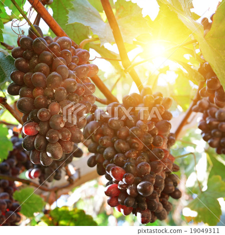 ripe grapes in the sun ripe grapes in the sun 19049311