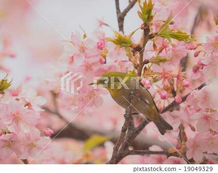 Mejiro和櫻花 19049329