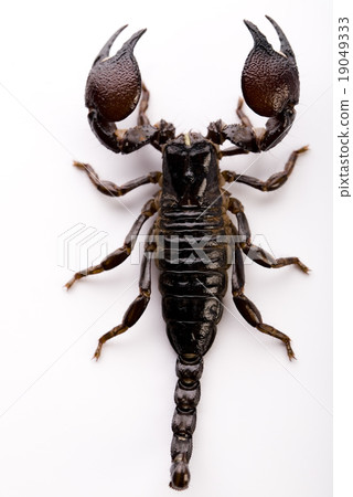 Black scorpion, egzotic animal bright theme Black scorpion, egzotic animal bright theme 19049333