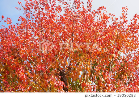 中國牛油的秋葉 19050288