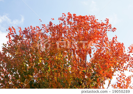 中國牛油的秋葉 19050289