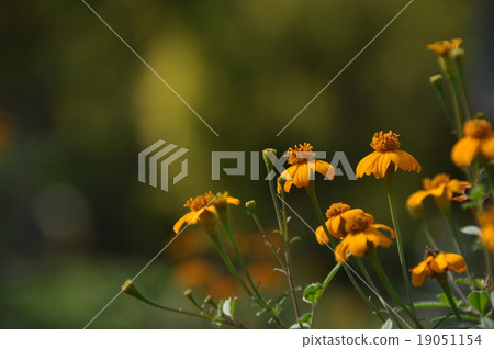 花 19051154