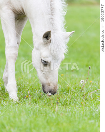 White Finnhorse Colt White Finnhorse Colt 19053777
