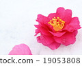 Camellia 19053808