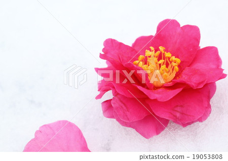Camellia 19053808