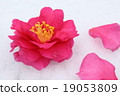 Camellia 19053809