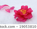 Camellia 19053810