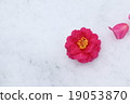 Camellia 19053870