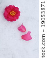 Camellia 19053871