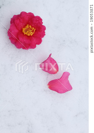 Camellia Camellia 19053871