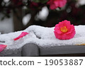 Camellia 19053887