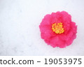 Camellia 19053975