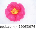 Camellia 19053976