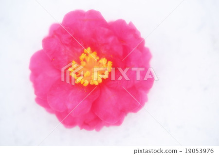 Camellia Camellia 19053976