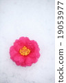 Camellia 19053977