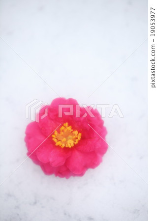 Camellia Camellia 19053977