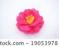 Camellia 19053978