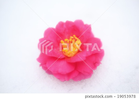 Camellia Camellia 19053978