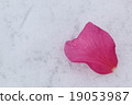 Camellia 19053987