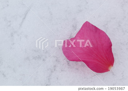 茶花 茶花 19053987