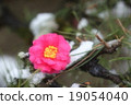 Camellia 19054040