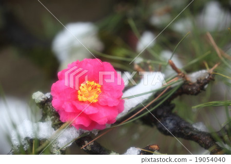 茶花 茶花 19054040