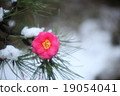 Camellia 19054041