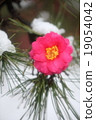 Camellia 19054042