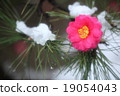 Camellia 19054043