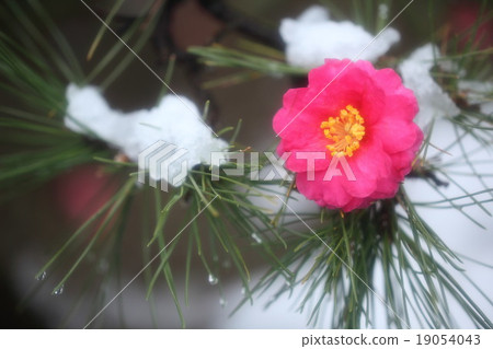 Camellia Camellia 19054043