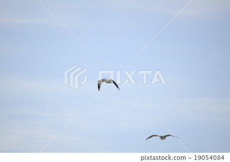 seagull seagull 19054084