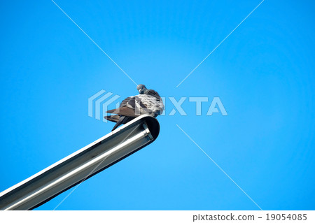 pigeon on the street lamp pigeon on the street lamp 19054085
